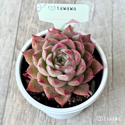 ＊新発売＊　名前のない苗 １６【7.5cmポット/tawawaハウス苗】