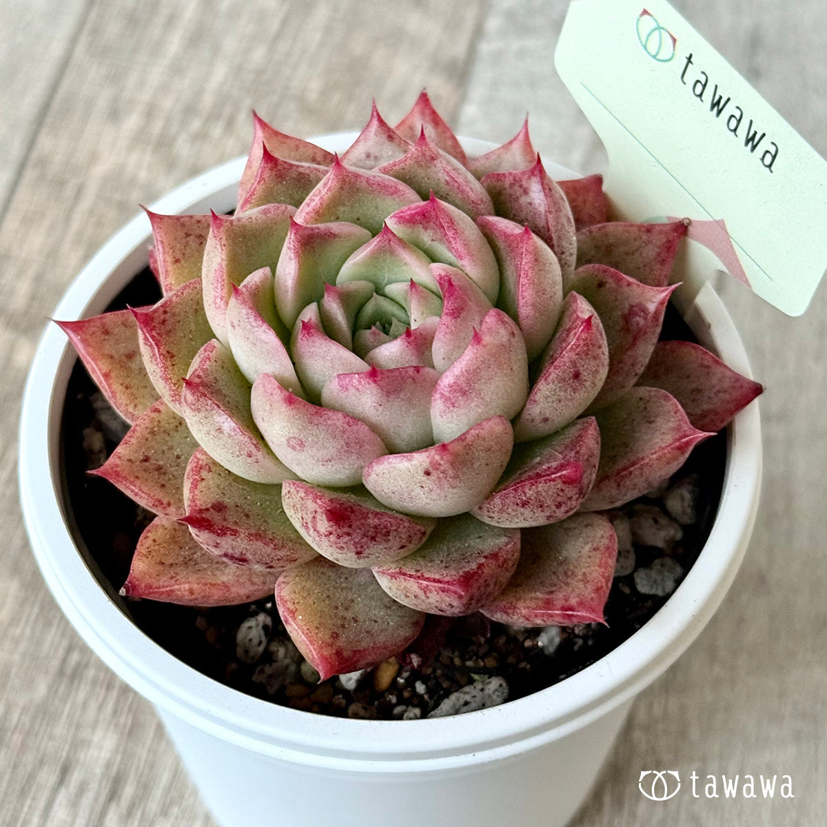 ＊新発売＊　名前のない苗 １６【7.5cmポット/tawawaハウス苗】