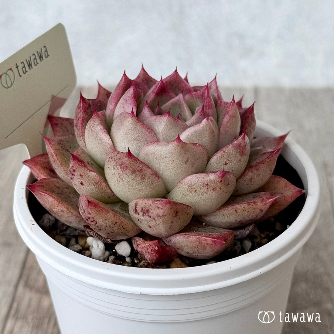 ＊新発売＊　名前のない苗 １６【7.5cmポット/tawawaハウス苗】