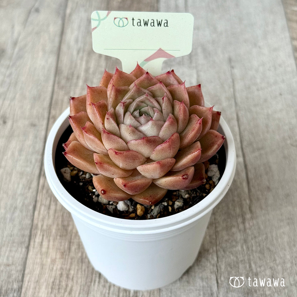 ＊新発売＊　名前のない苗 １７【7.5cmポット/tawawaハウス苗】