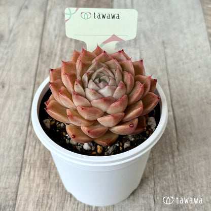 ＊新発売＊　名前のない苗 １７【7.5cmポット/tawawaハウス苗】