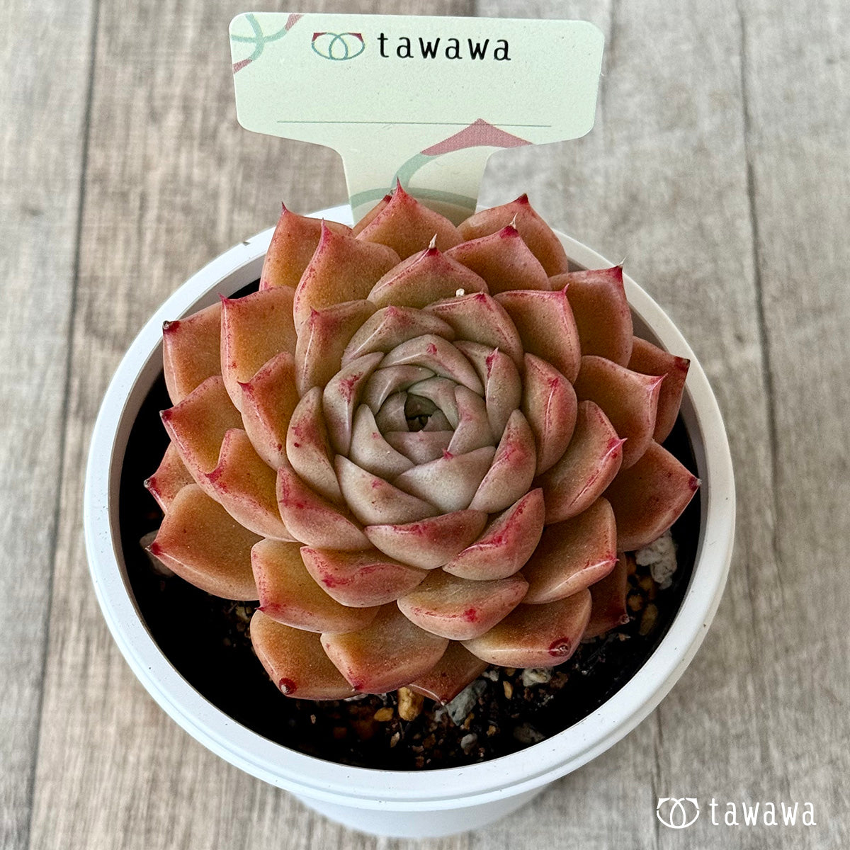 Unnamed Seedling 17 [7.5cm Pot / Tawawa House Seedling]