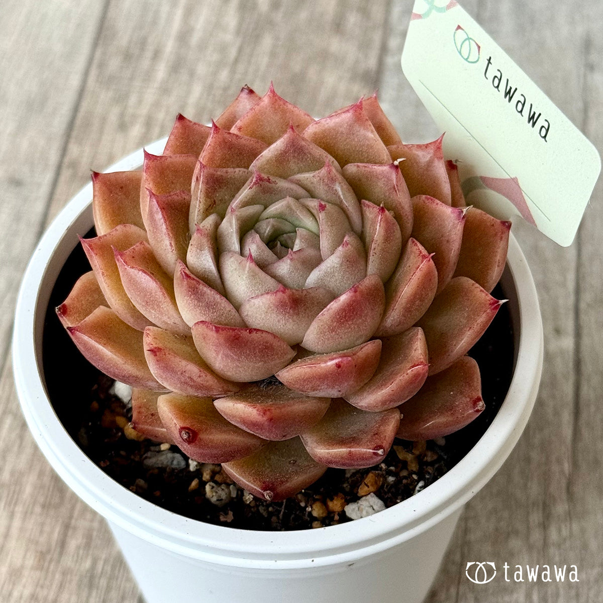 ＊新発売＊　名前のない苗 １７【7.5cmポット/tawawaハウス苗】