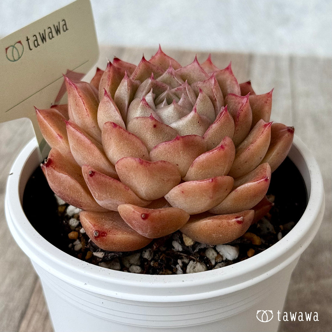 ＊新発売＊　名前のない苗 １７【7.5cmポット/tawawaハウス苗】