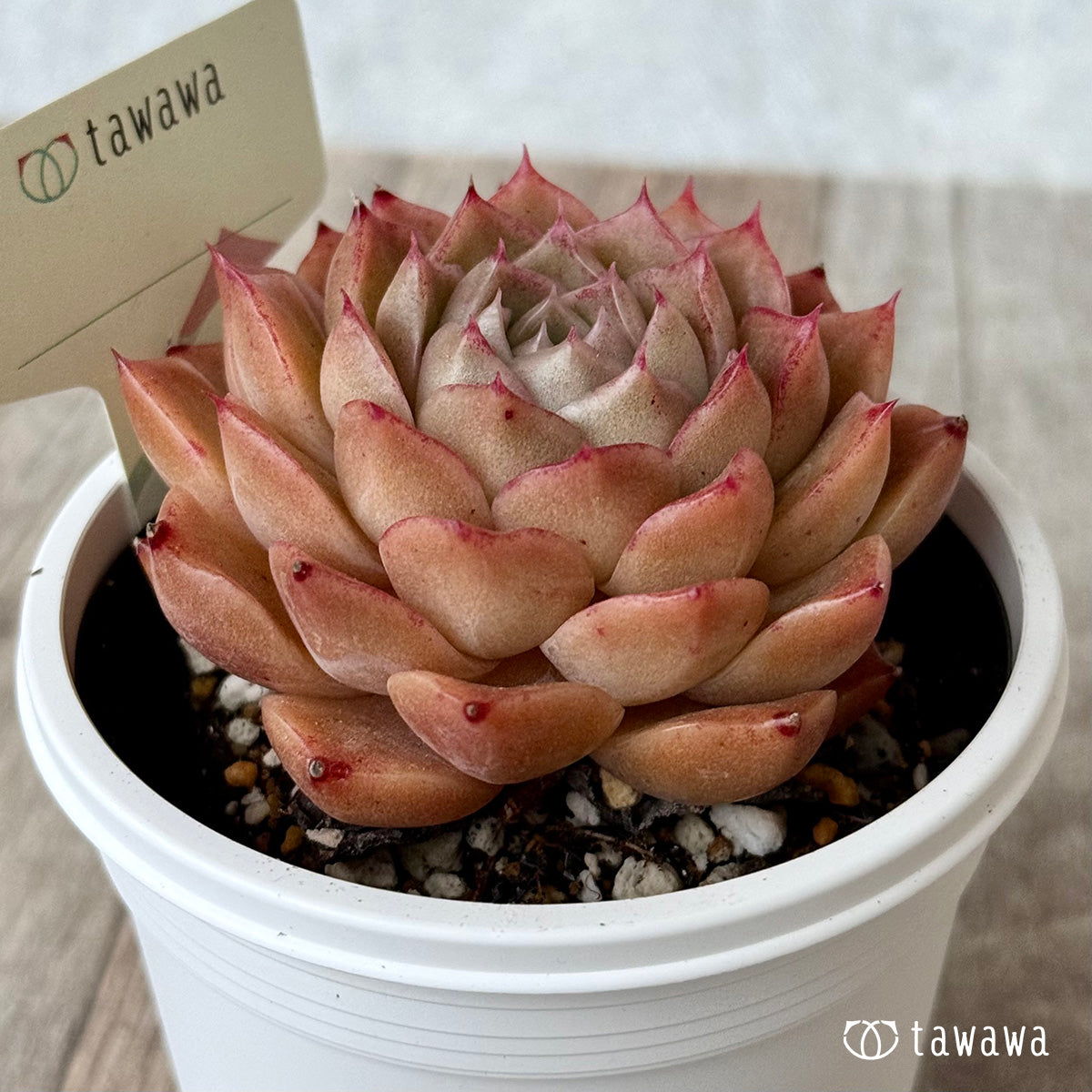 ＊新発売＊　名前のない苗 １７【7.5cmポット/tawawaハウス苗】