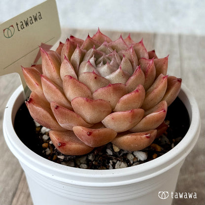 ＊新発売＊　名前のない苗 １７【7.5cmポット/tawawaハウス苗】