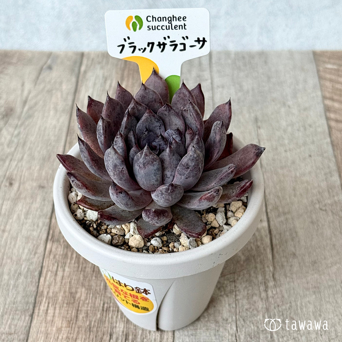 ブラックザラゴーサ２（チャンヒー農園）【根張り鉢3号/tawawaハウス苗】