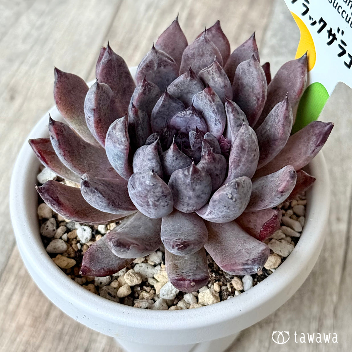 ブラックザラゴーサ２（チャンヒー農園）【根張り鉢3号/tawawaハウス苗】