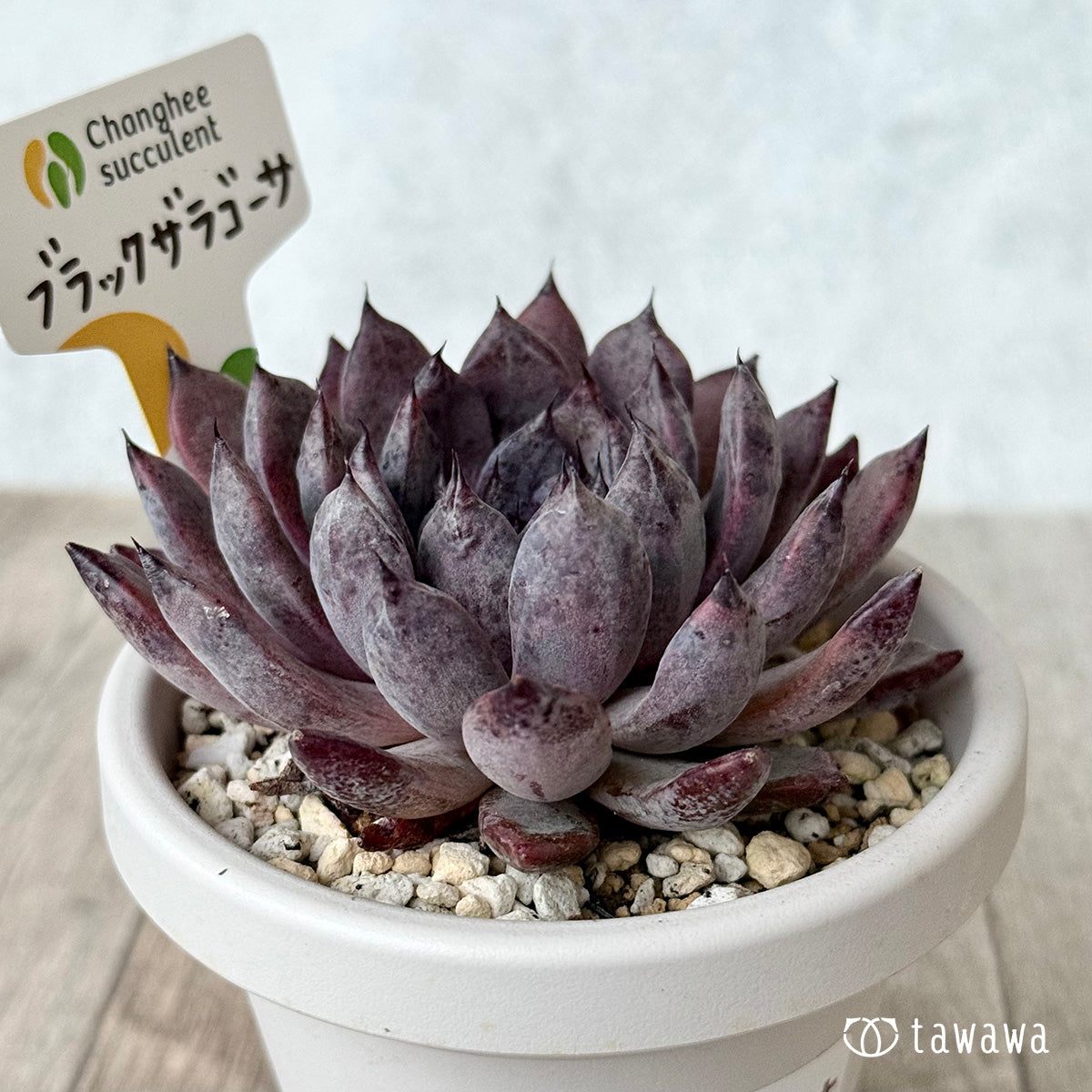 Black Zaragoza 2 (Chanhee Farm) [Rooted in 3-inch pot/Tawawa House Grown]