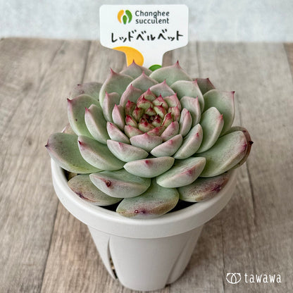 ＊新発売＊　レッドベルベット２（チャンヒー農園）【根張り鉢3号/tawawaハウス苗】