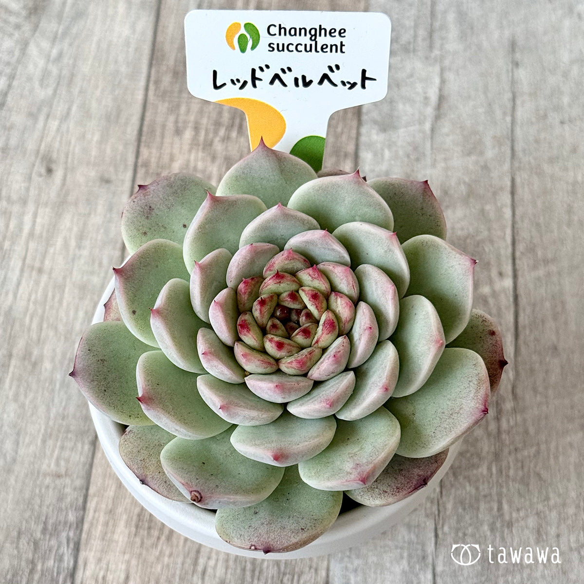 ＊新発売＊　レッドベルベット２（チャンヒー農園）【根張り鉢3号/tawawaハウス苗】