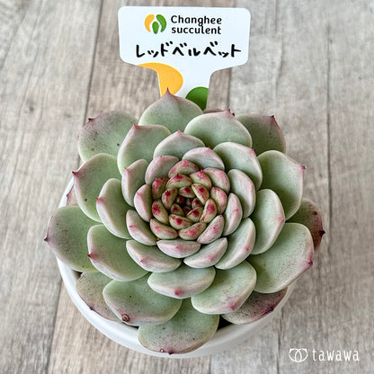 ＊新発売＊　レッドベルベット２（チャンヒー農園）【根張り鉢3号/tawawaハウス苗】