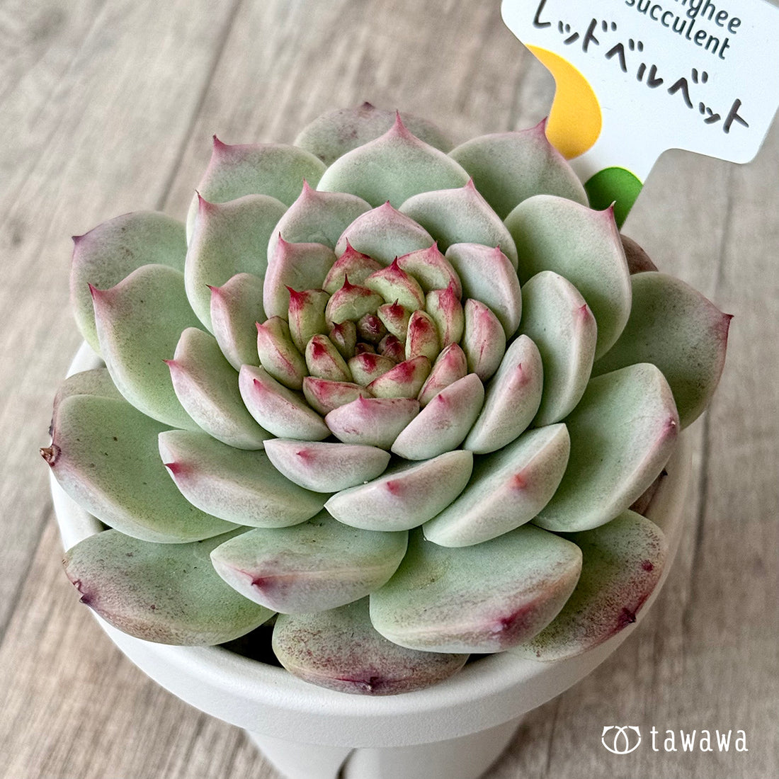 *新発売* レッドベルベット(チャンヒー農園)【根張り鉢3号/tawawaハウス苗】