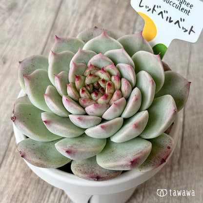 ＊新発売＊　レッドベルベット２（チャンヒー農園）【根張り鉢3号/tawawaハウス苗】