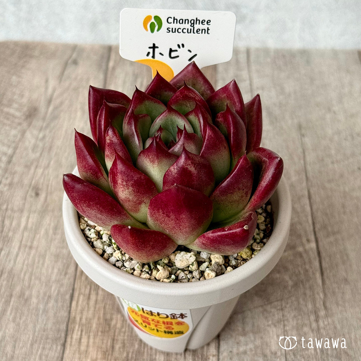 Hobin (Jangheung Farm) [Rooted 3-inch pot / Tawawa House seedling]