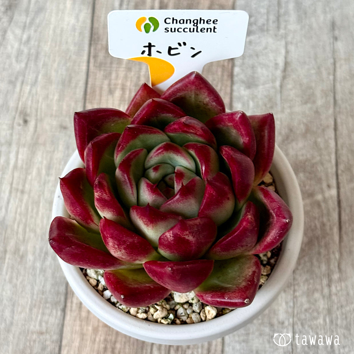 Hobin (Jangheung Farm) [Rooted 3-inch pot / Tawawa House seedling]