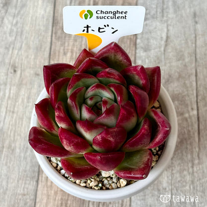 Hobin (Jangheung Farm) [Rooted 3-inch pot / Tawawa House seedling]