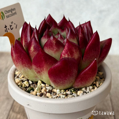 Hobin (Jangheung Farm) [Rooted 3-inch pot / Tawawa House seedling]