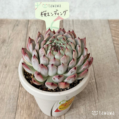 ＊新発売＊　桜エンディング【根張り鉢3号/tawawaハウス苗】