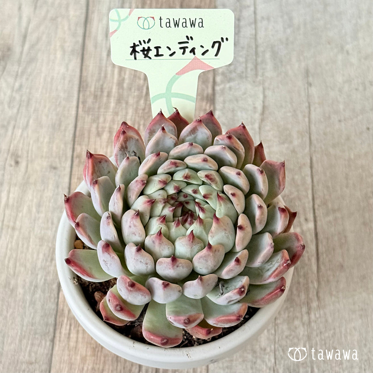 ＊新発売＊　桜エンディング【根張り鉢3号/tawawaハウス苗】