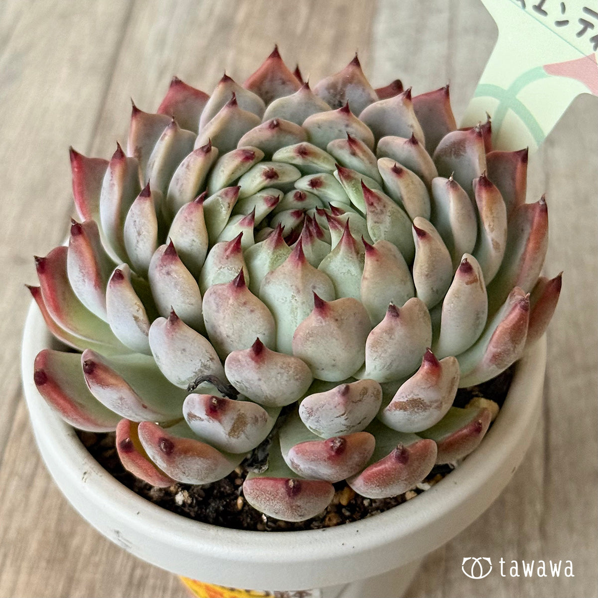 ＊新発売＊　桜エンディング【根張り鉢3号/tawawaハウス苗】