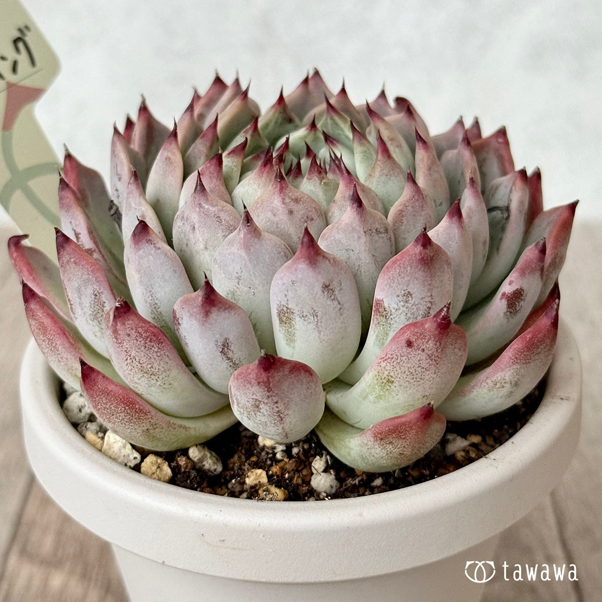 ＊新発売＊　桜エンディング【根張り鉢3号/tawawaハウス苗】