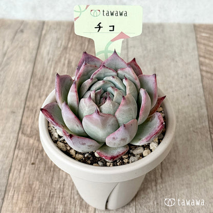 チコ２（エアーマジック農園）【根張り鉢3号/tawawaハウス苗】