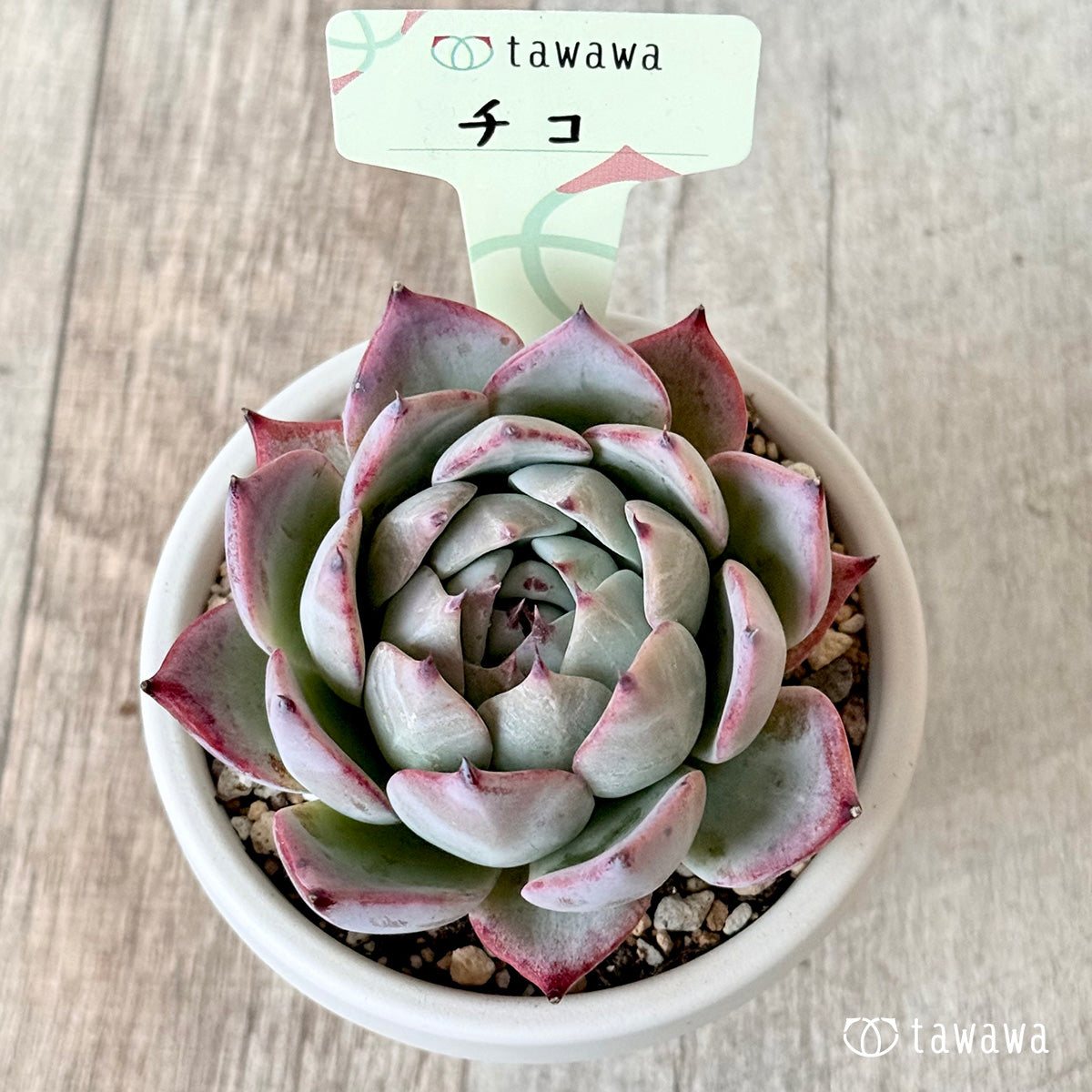 チコ２（エアーマジック農園）【根張り鉢3号/tawawaハウス苗】