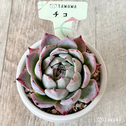 チコ２（エアーマジック農園）【根張り鉢3号/tawawaハウス苗】