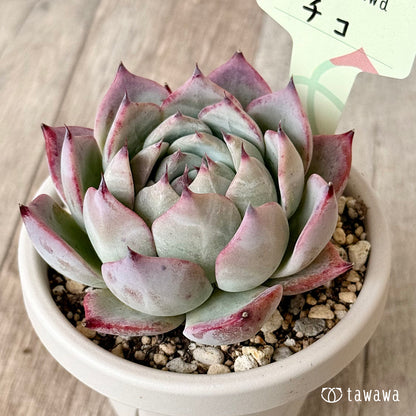 チコ２（エアーマジック農園）【根張り鉢3号/tawawaハウス苗】