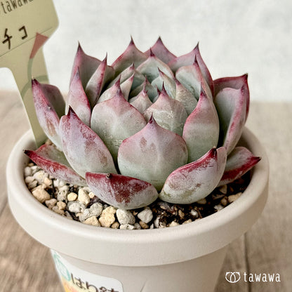 チコ２（エアーマジック農園）【根張り鉢3号/tawawaハウス苗】