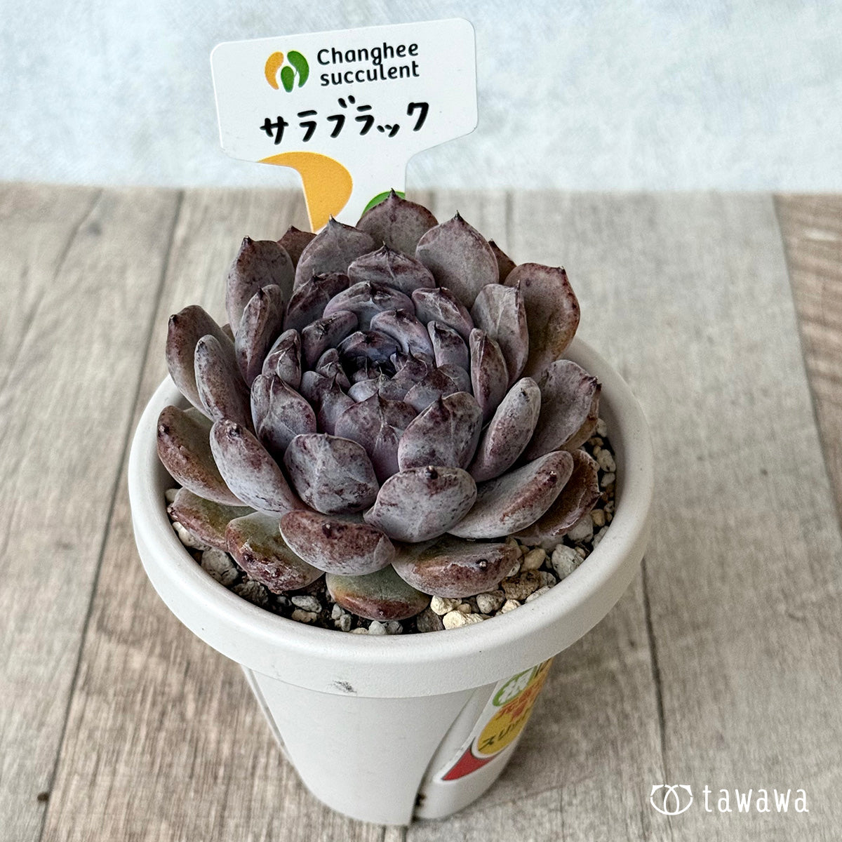 サラブラック９（チャンヒー農園）【根張り鉢3号/tawawaハウス苗】