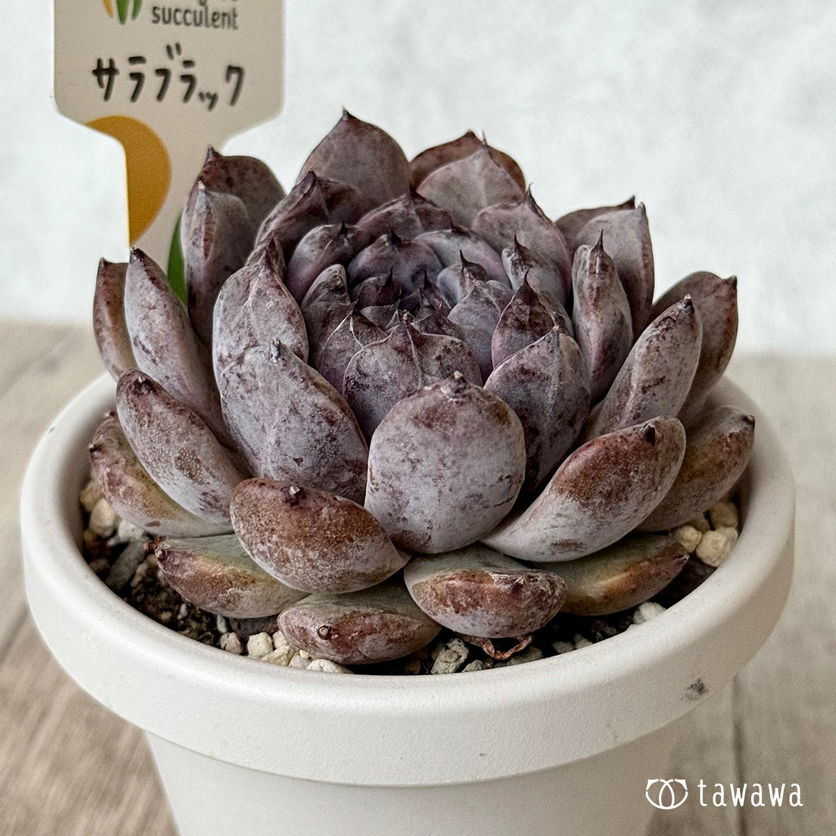 サラブラック９（チャンヒー農園）【根張り鉢3号/tawawaハウス苗】