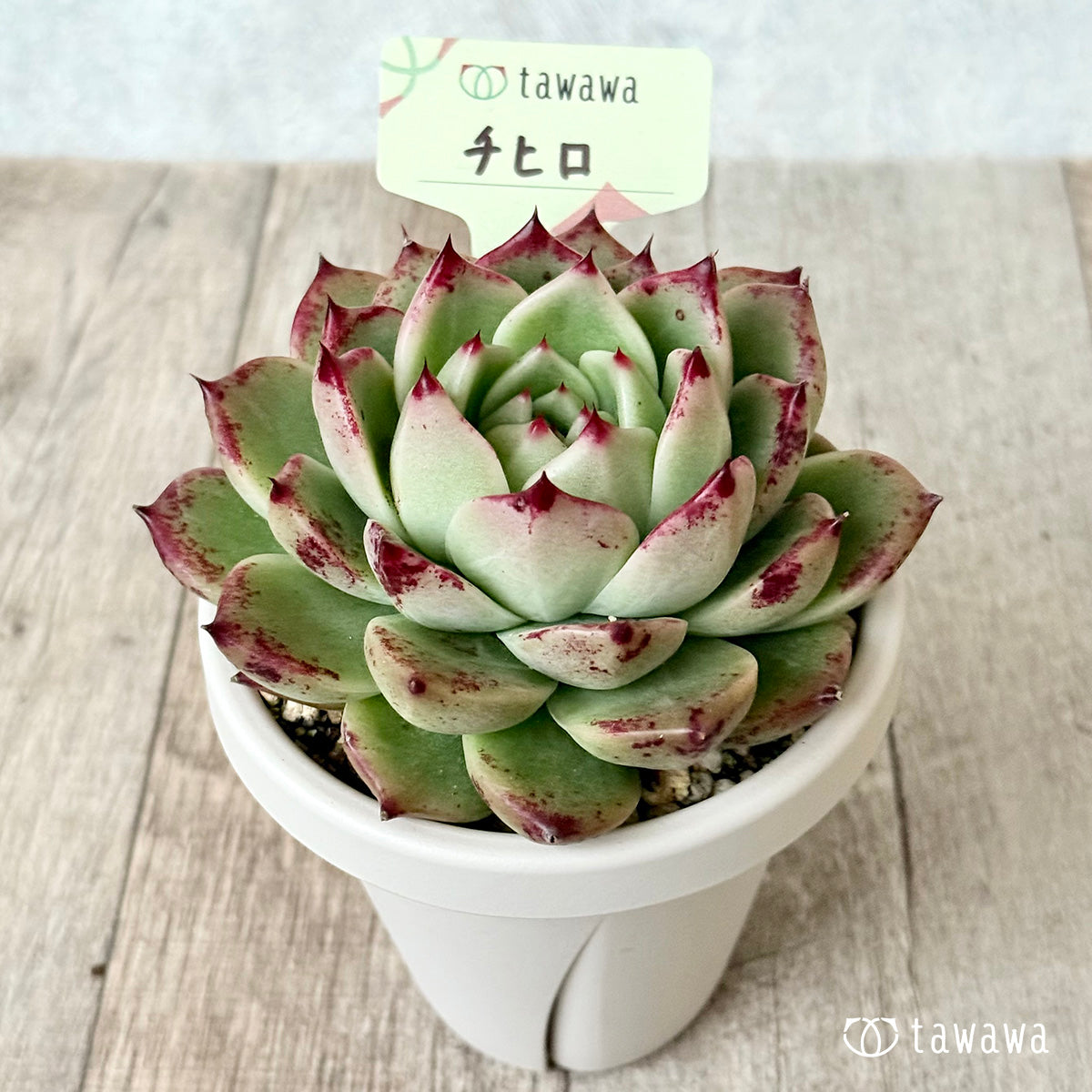 チヒロ（エアーマジック農園）【根張り鉢3号/tawawaハウス苗】