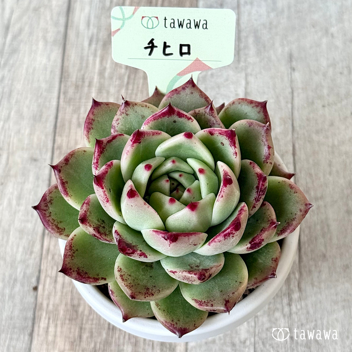 チヒロ（エアーマジック農園）【根張り鉢3号/tawawaハウス苗】