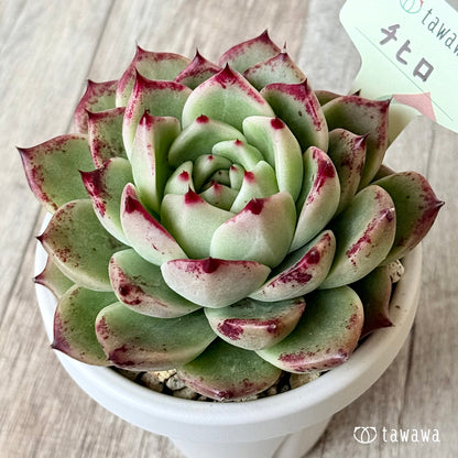 チヒロ（エアーマジック農園）【根張り鉢3号/tawawaハウス苗】