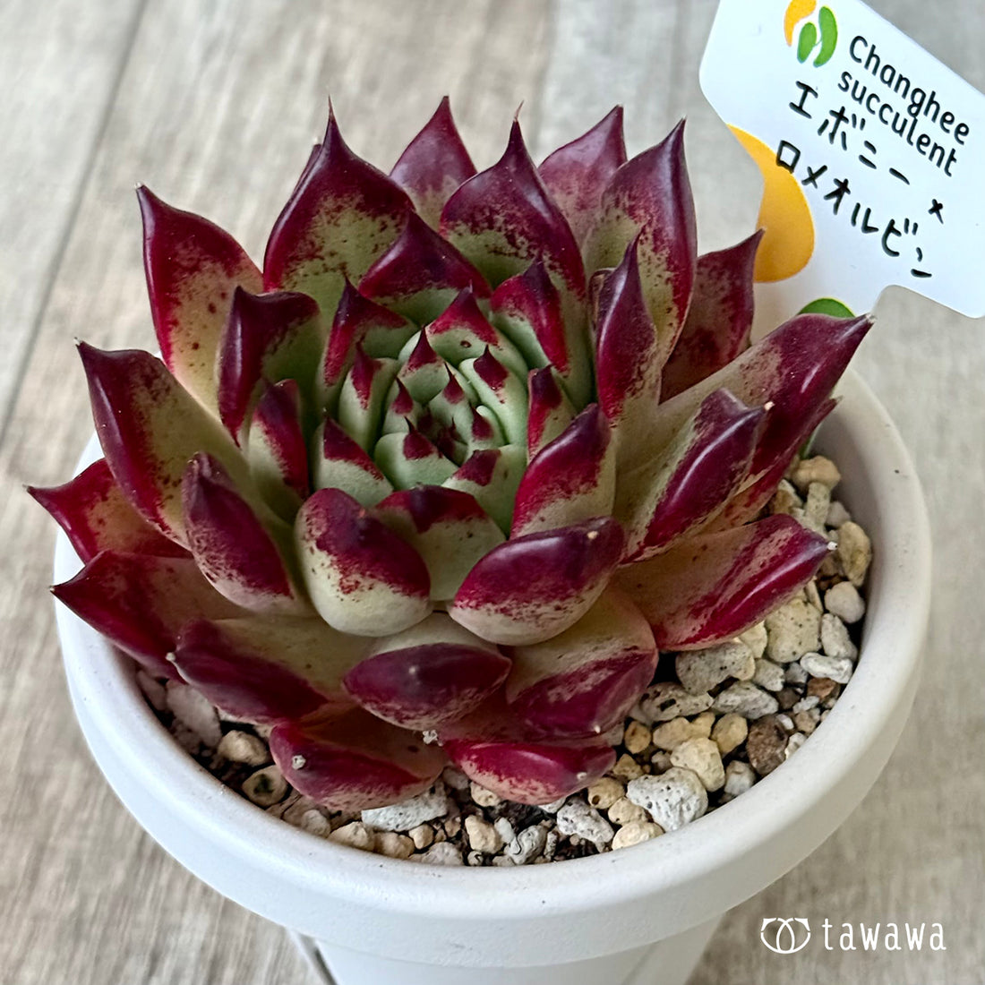 エボニー×ロメオルビン2(チャンヒー農園苗)【根張り鉢3号/tawawaハウス苗】