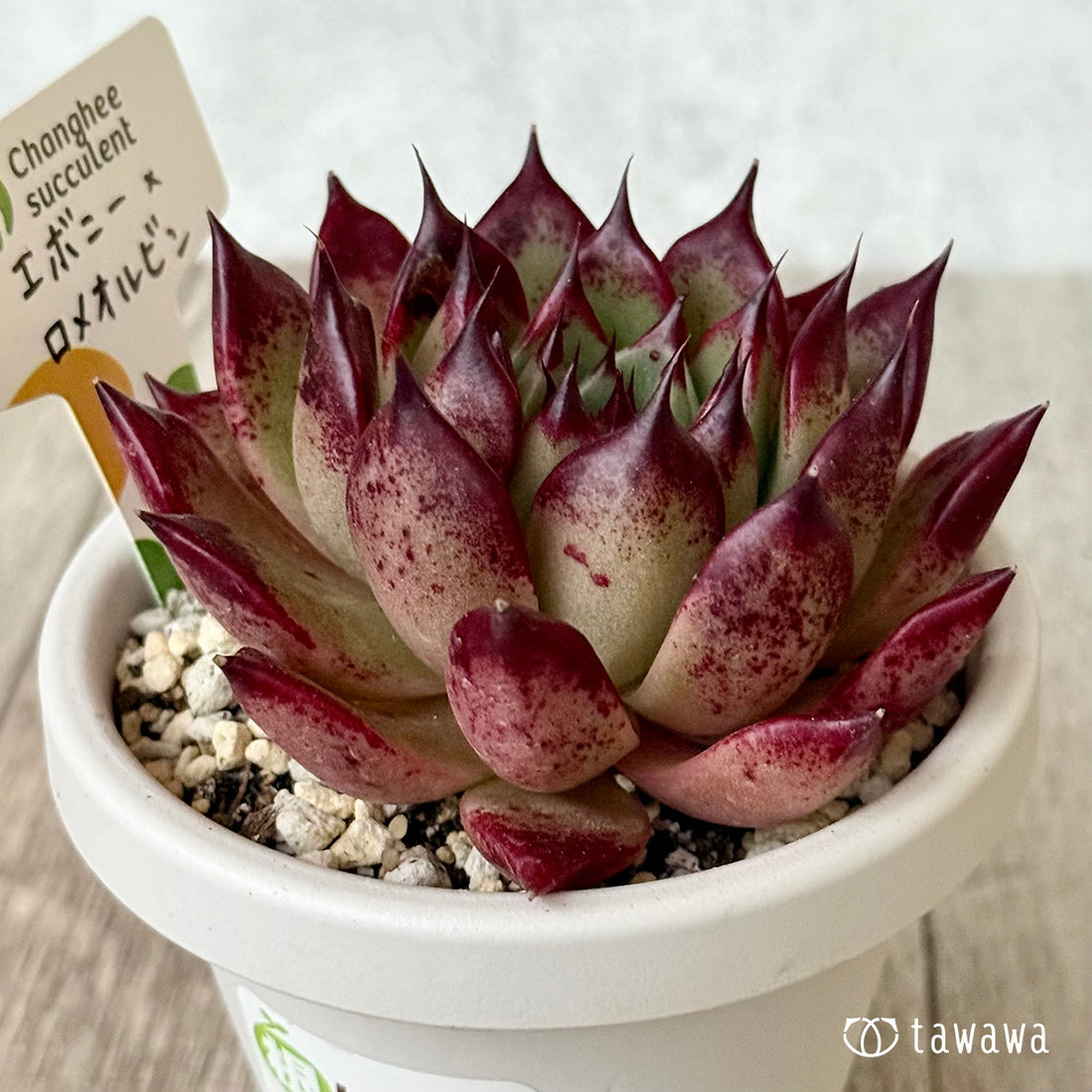 エボニー×ロメオルビン２（チャンヒー農園苗）【根張り鉢3号/tawawaハウス苗】