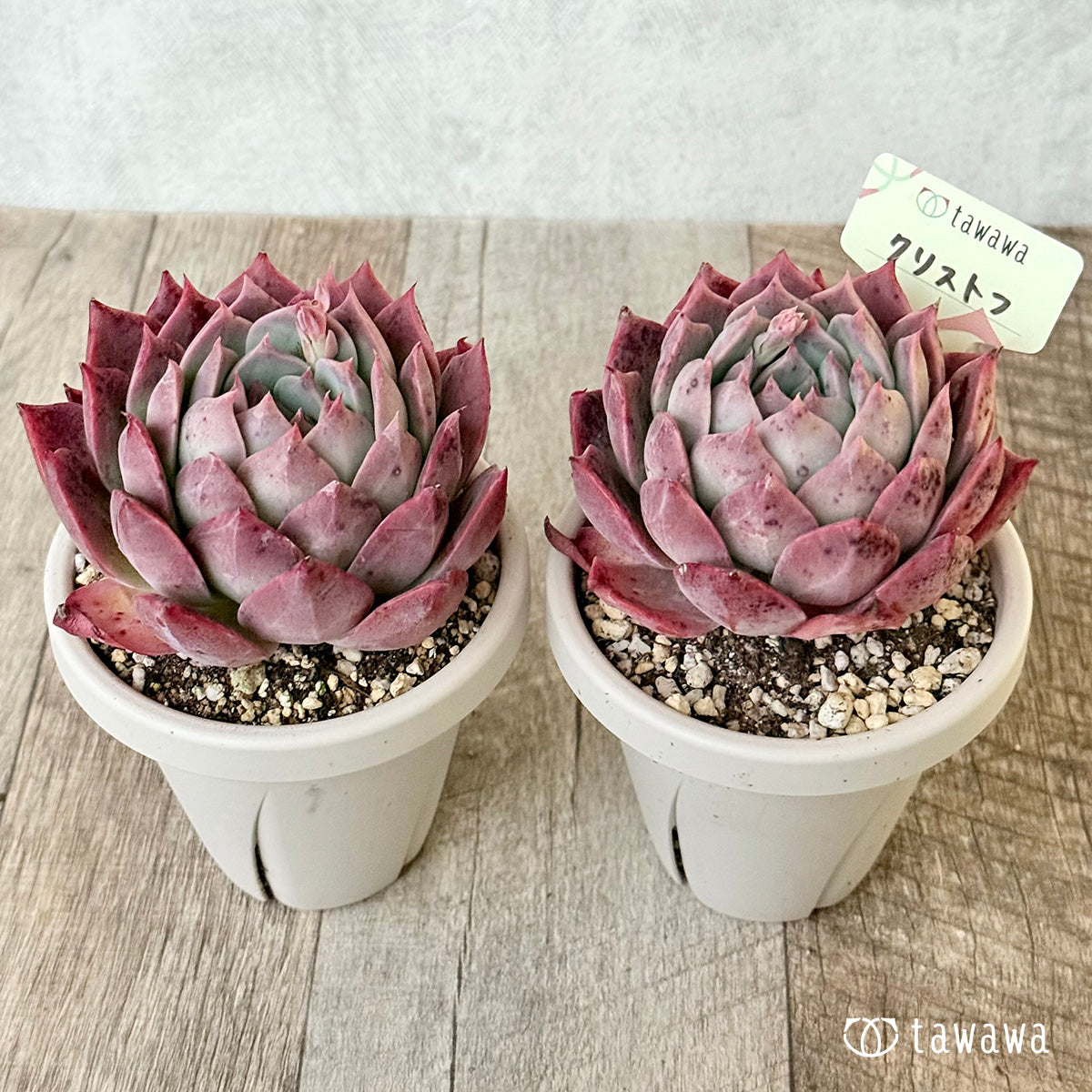 クリストフ【根張り鉢3号/tawawaハウス苗】