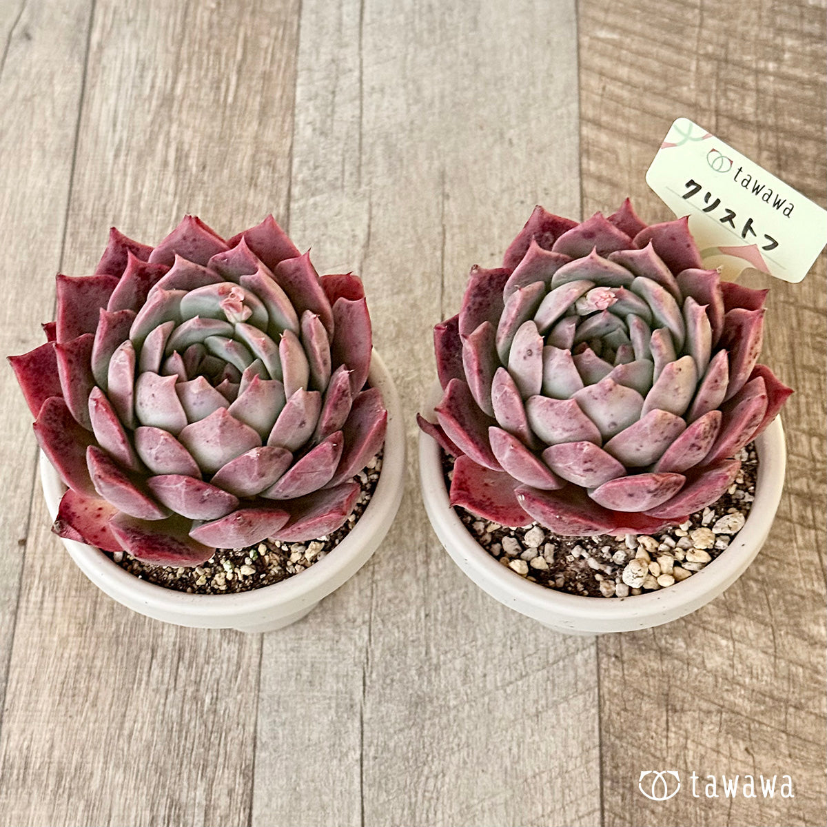 Christoph [3号 Deep Pot / Tawawa House Seedling]