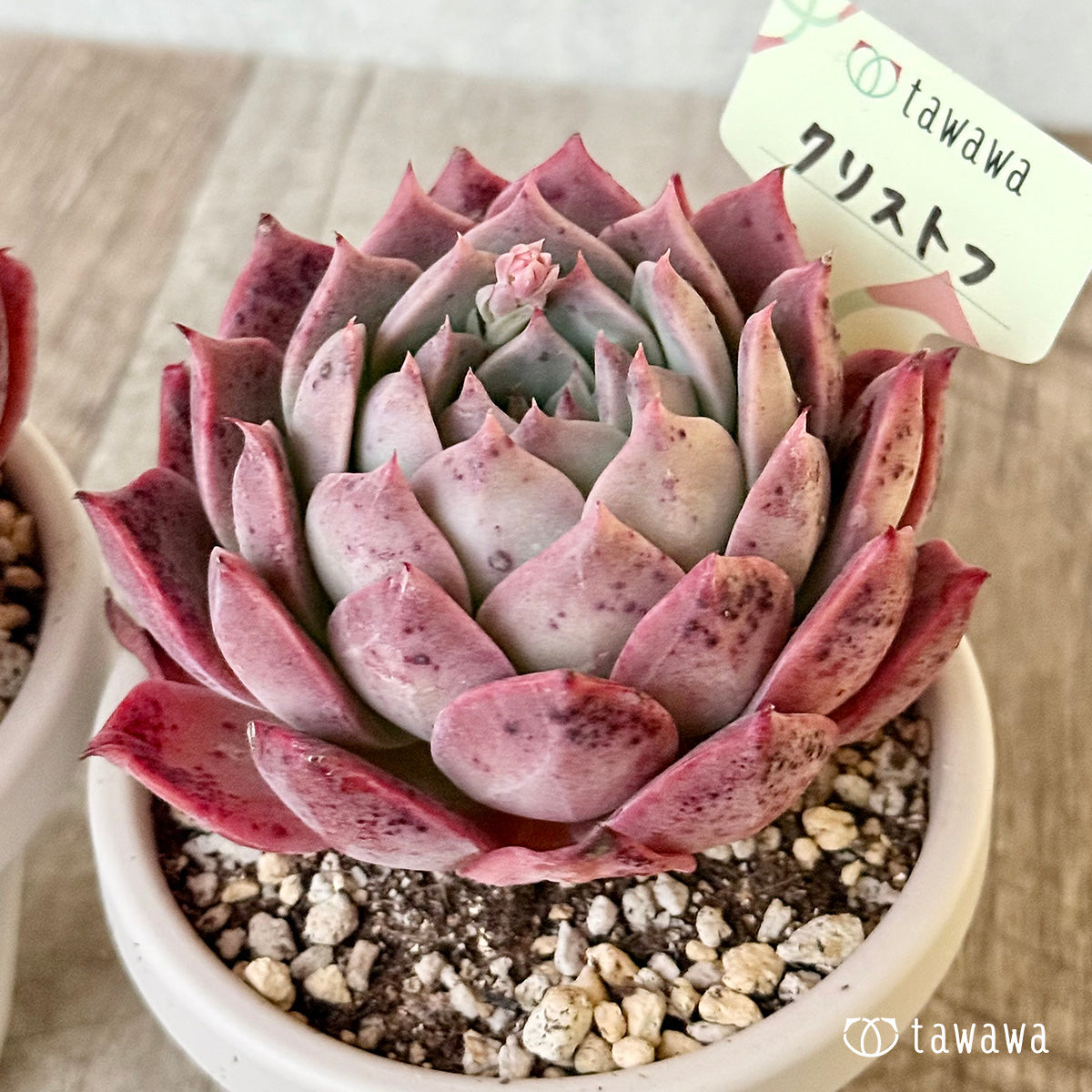 クリストフ【根張り鉢3号/tawawaハウス苗】