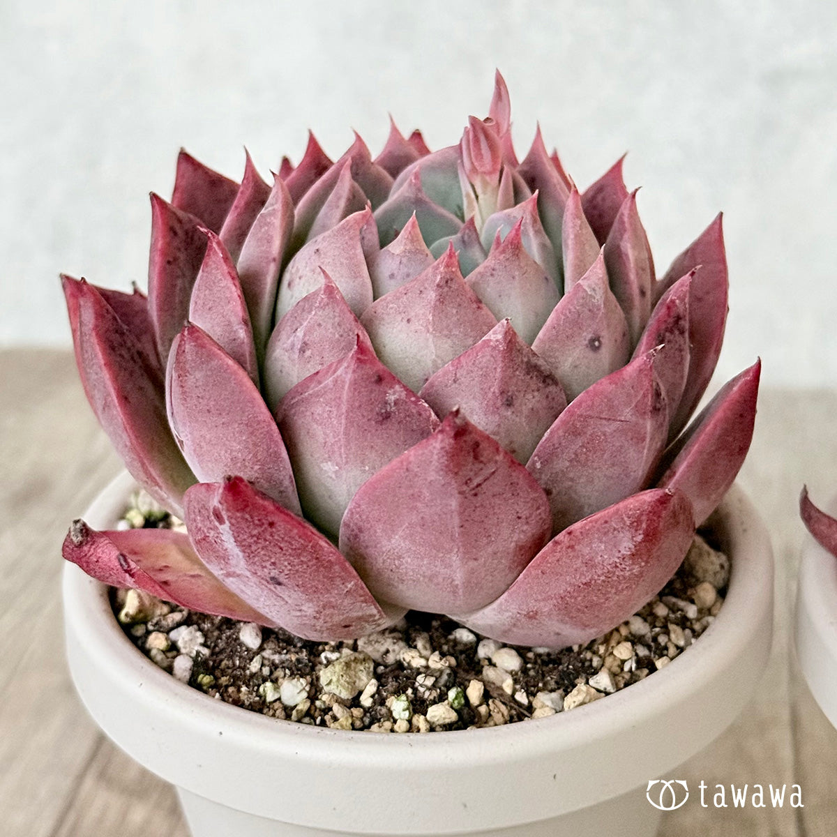 Christoph [3号 Deep Pot / Tawawa House Seedling]