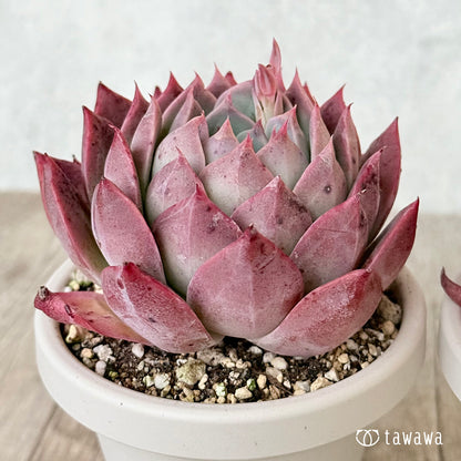 クリストフ【根張り鉢3号/tawawaハウス苗】