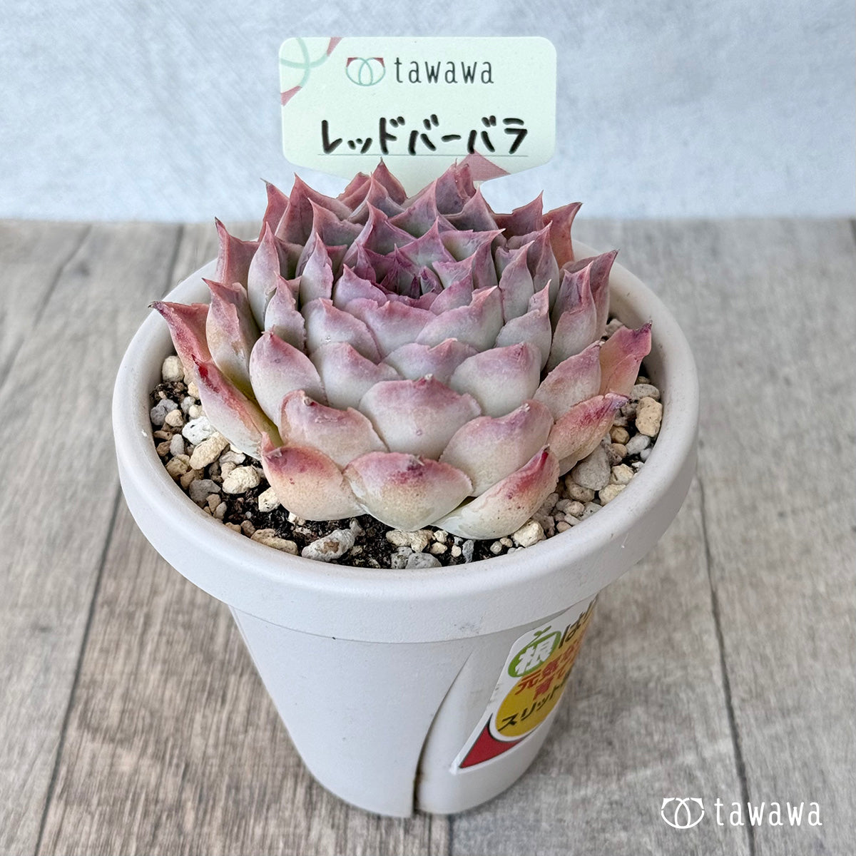 ＊新発売＊　レッドバーバラ（エアーマジック農園）【根張り鉢3号/tawawaハウス苗】