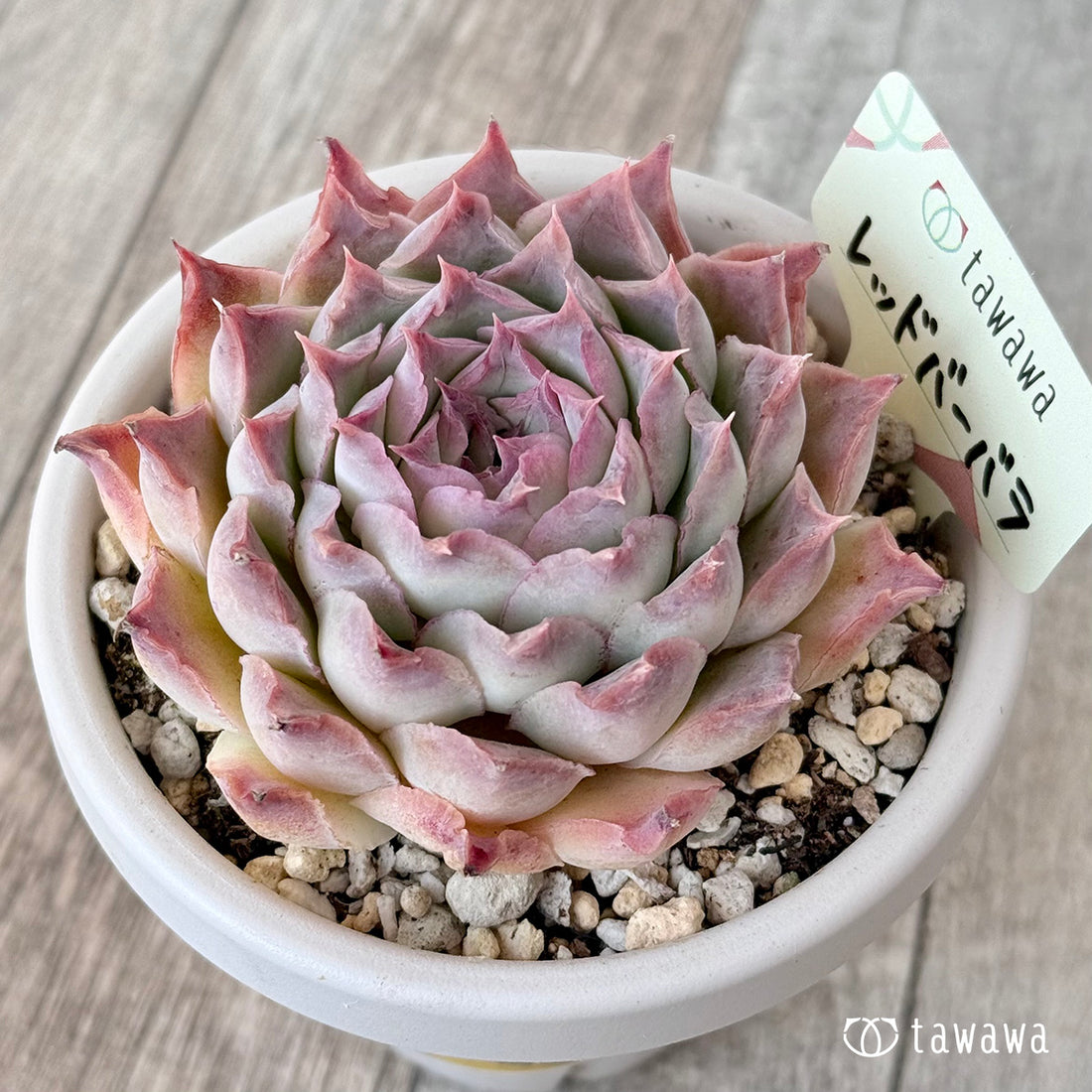 *新発売* レッドバーバラ(エアーマジック農園)【根張り鉢3号/tawawaハウス苗】