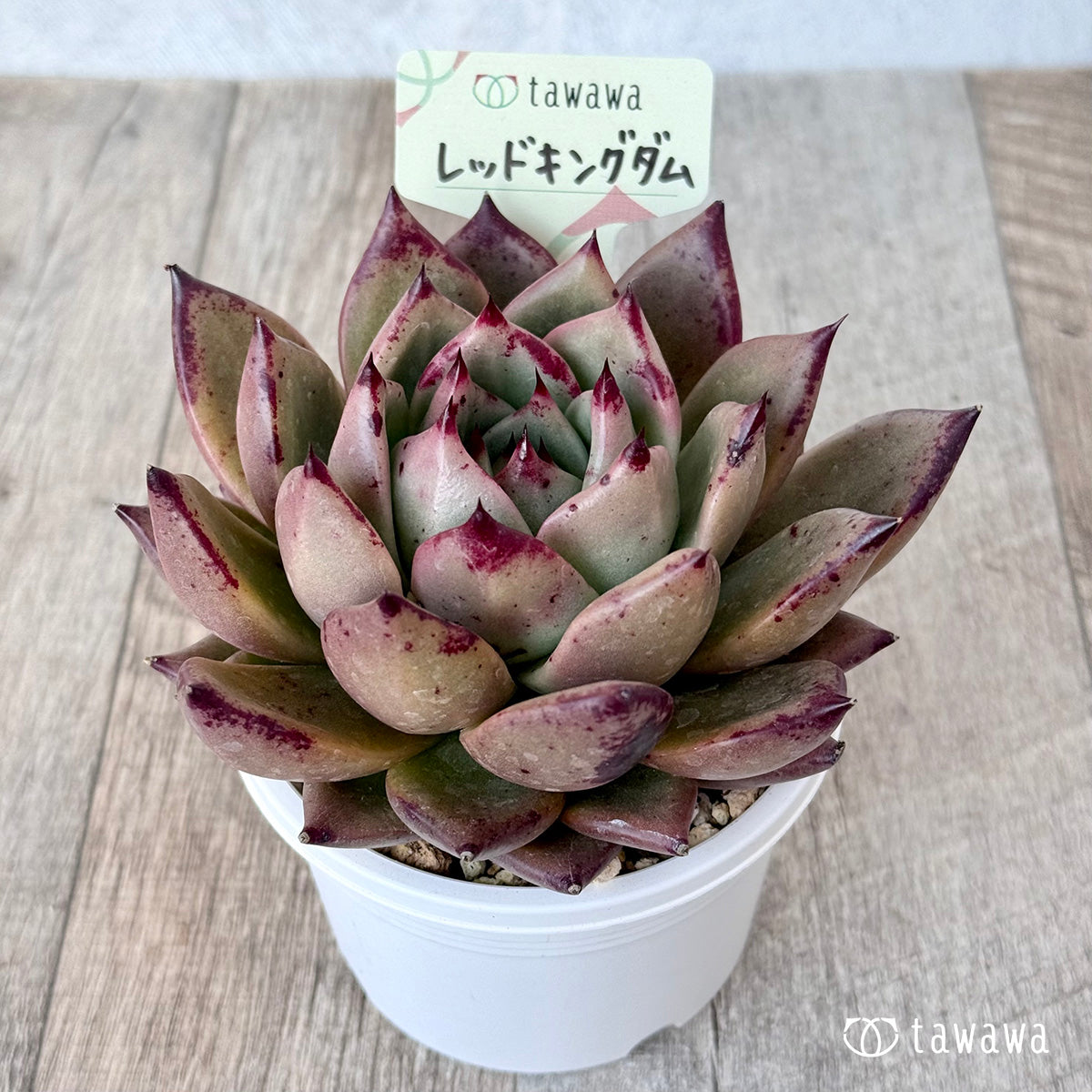 ＊新発売＊　レッドキングダム（エアーマジック農園）【A-30s鉢/tawawaハウス苗】