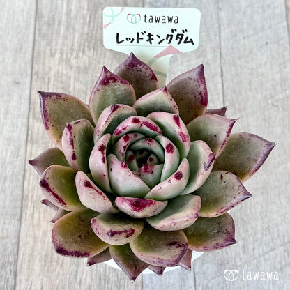 ＊新発売＊　レッドキングダム（エアーマジック農園）【A-30s鉢/tawawaハウス苗】