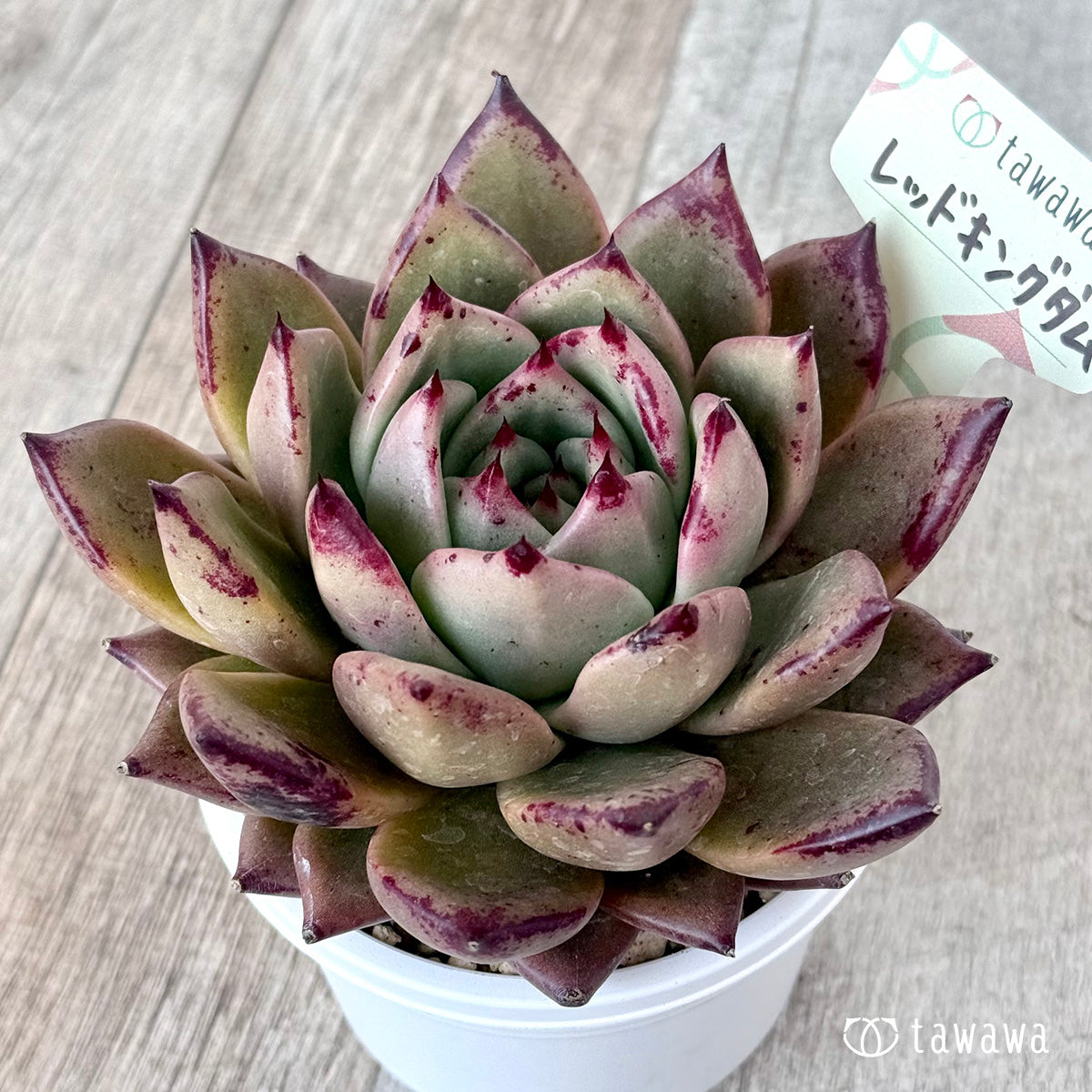 ＊新発売＊　レッドキングダム（エアーマジック農園）【A-30s鉢/tawawaハウス苗】