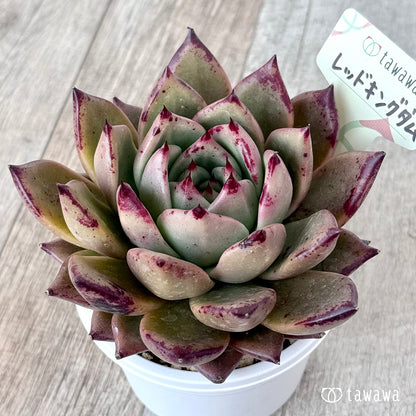 ＊新発売＊　レッドキングダム（エアーマジック農園）【A-30s鉢/tawawaハウス苗】