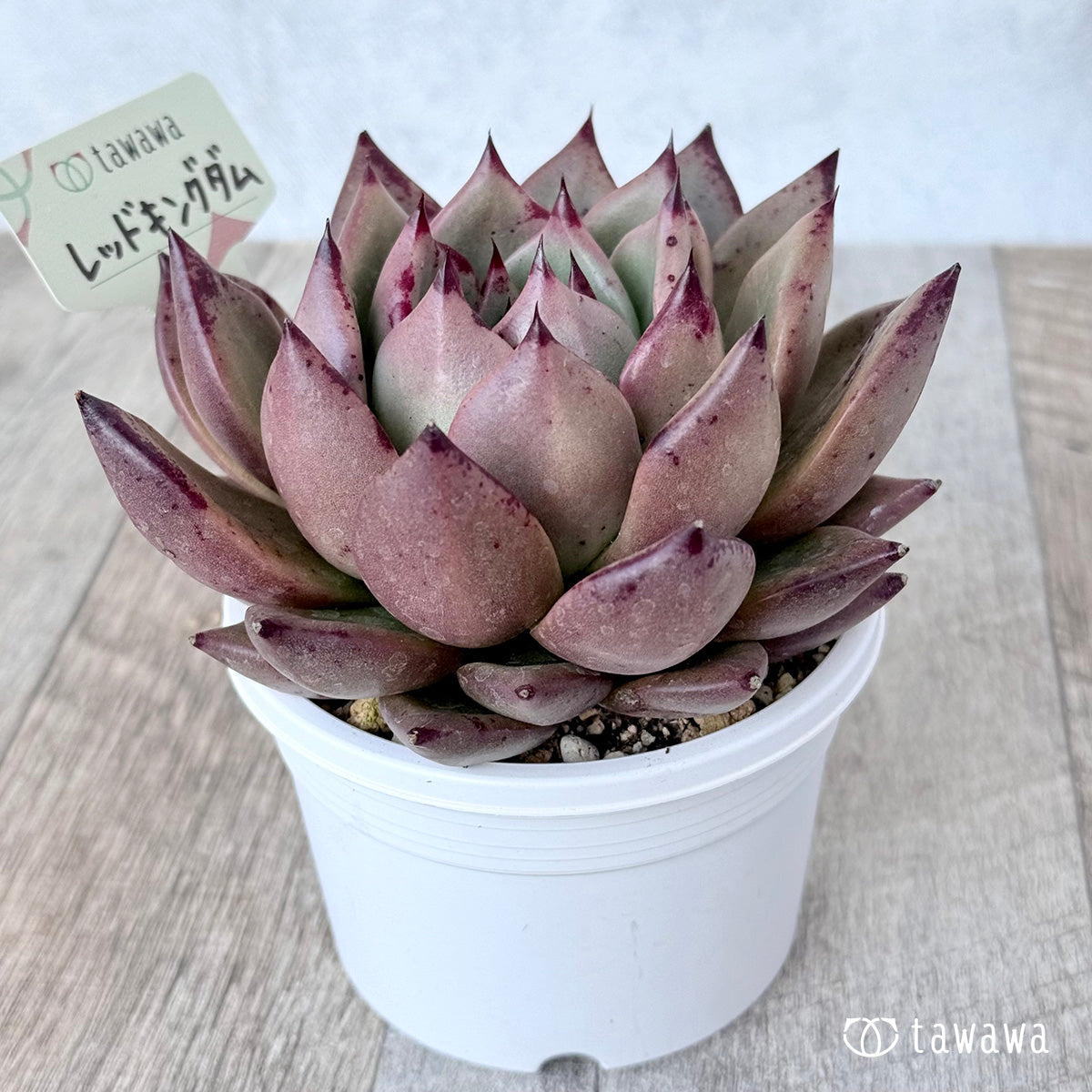 Red Kingdom (Air Magic Farm) [A-30s Pot / Tawawa House Seedling]